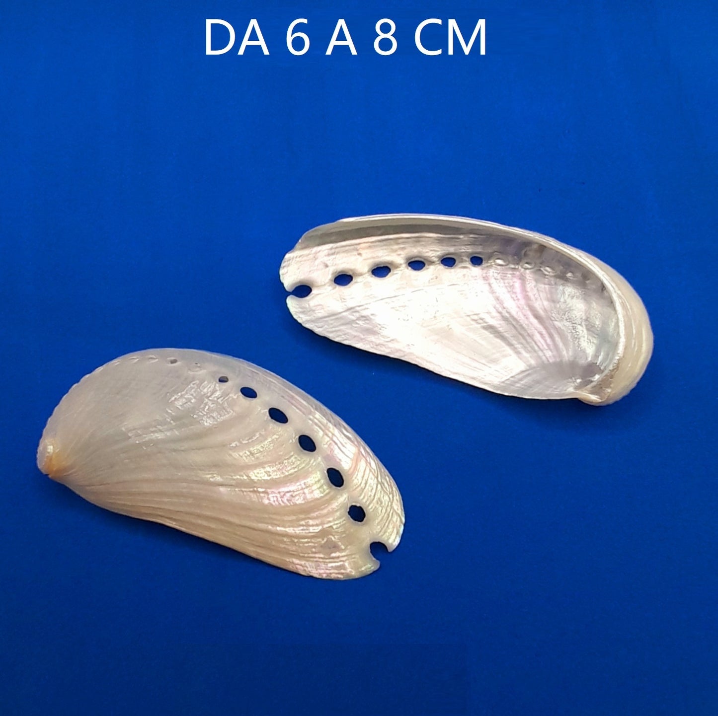 CONCHIGLIA VERA MADREPERLATA HALIOTIS ASININA 6-8CM