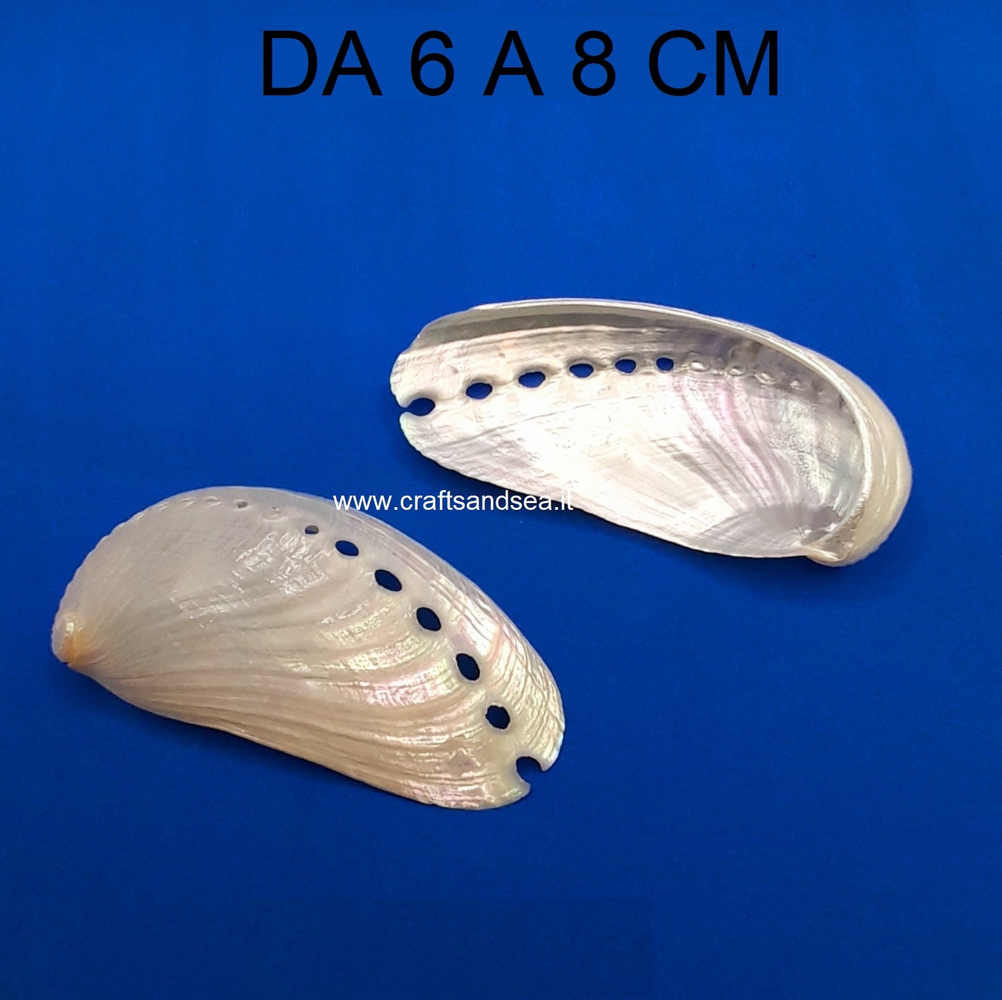CONCHIGLIA VERA MADREPERLATA HALIOTIS ASININA 6-8CM