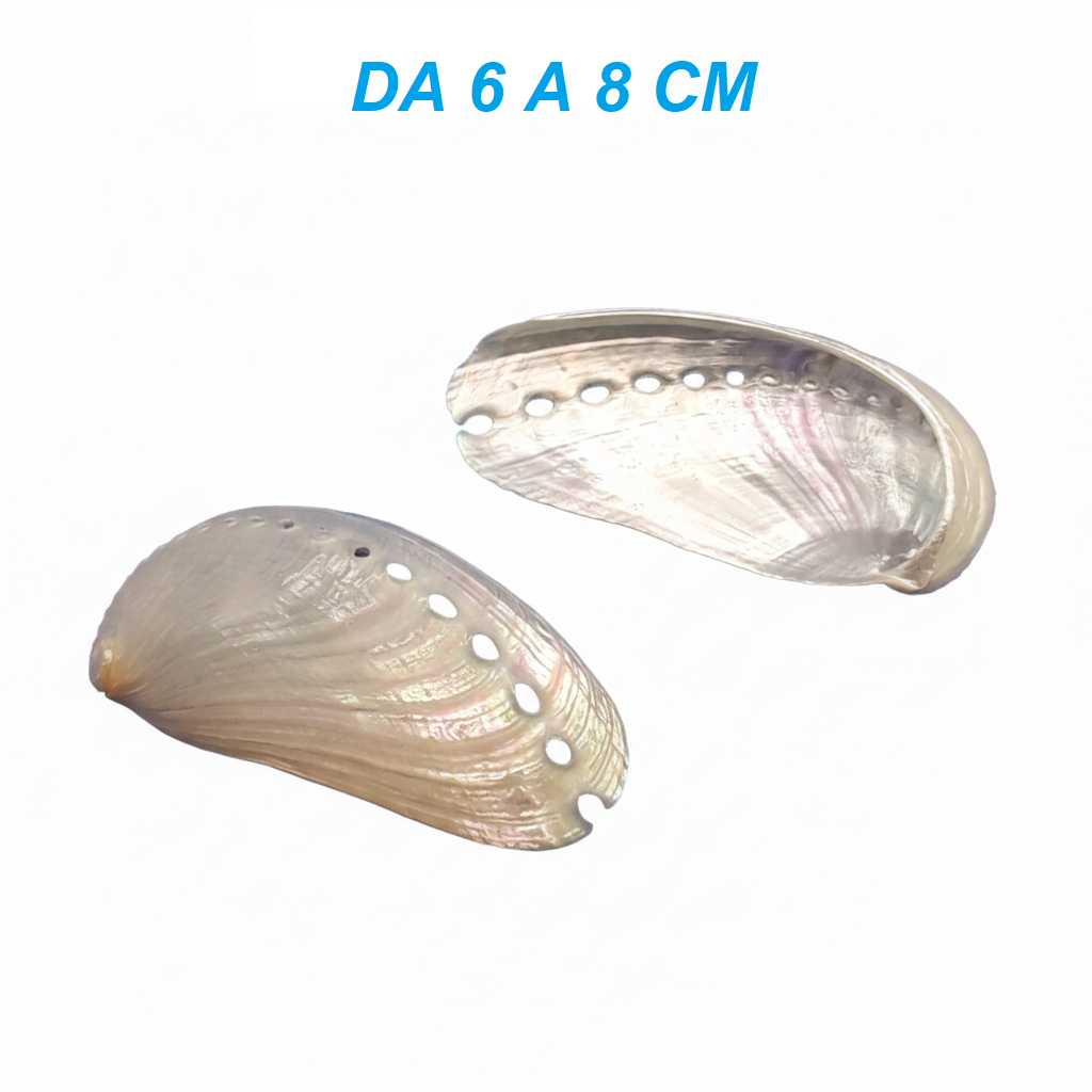 CONCHIGLIA VERA MADREPERLATA HALIOTIS ASININA 6-8CM