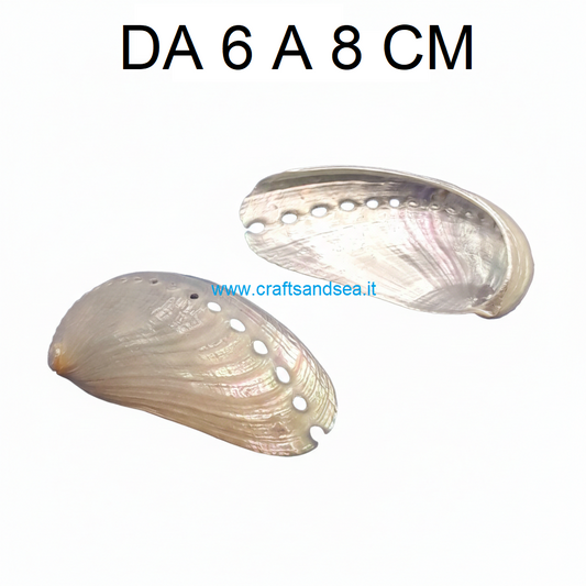 CONCHIGLIA VERA MADREPERLATA HALIOTIS ASININA 6-8CM