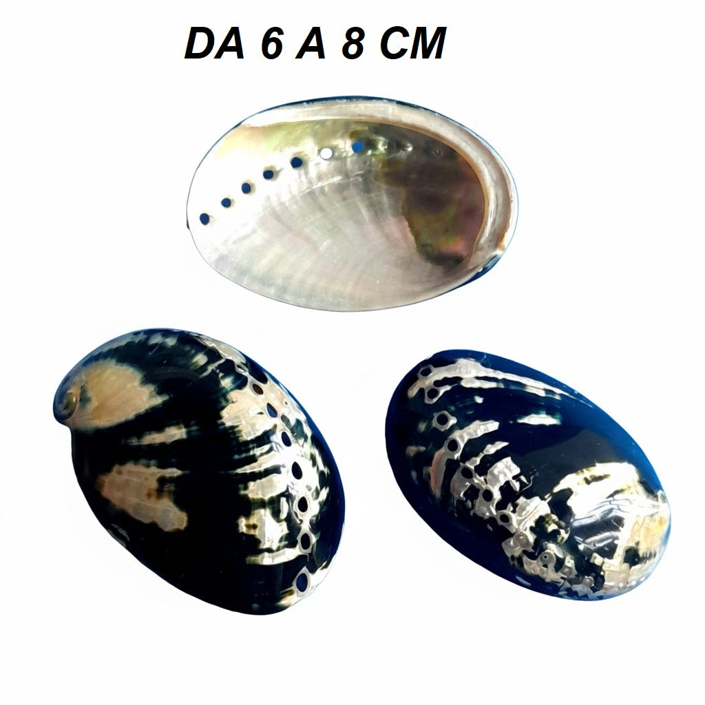 CONCHGLIA VERA MADEPERLATA HALIOTIS CRACHERODII 6-8 CM