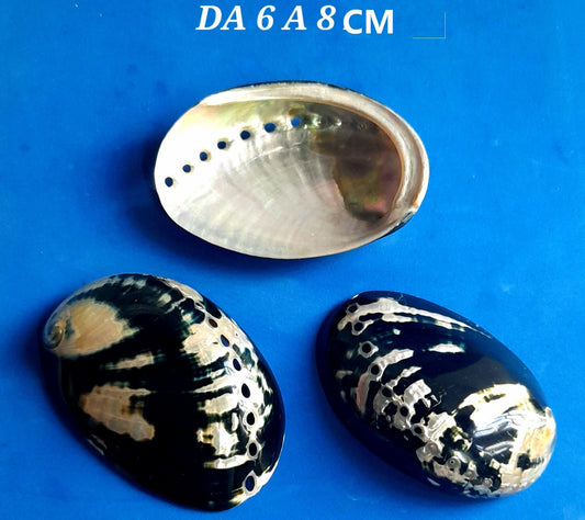 CONCHGLIA VERA MADEPERLATA HALIOTIS CRACHERODII 6-8 CM