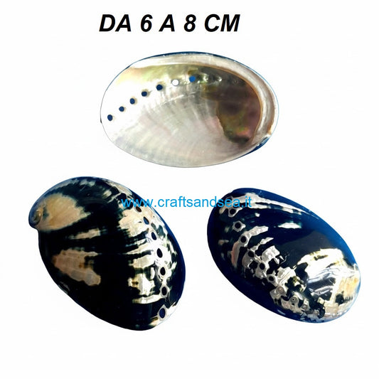 CONCHGLIA VERA MADEPERLATA HALIOTIS CRACHERODII 6-8 CM