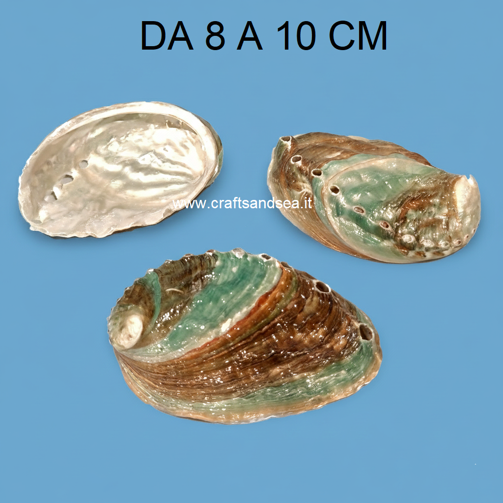 CONCHIGLIA VERA NATURALE HALIOTIS KAMTSHATKANA 8-10 CM