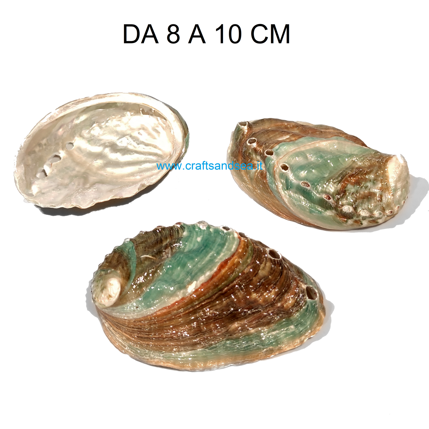 CONCHIGLIA VERA NATURALE HALIOTIS KAMTSHATKANA 8-10 CM