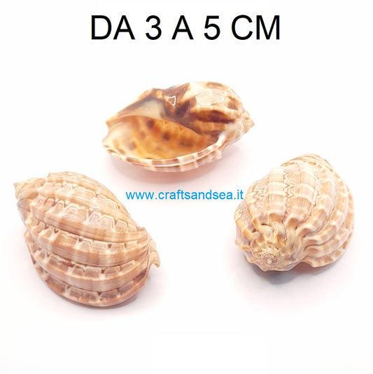 CONCHIGLIA VERA NATURALE HARPA MAJOR 3-5 CM