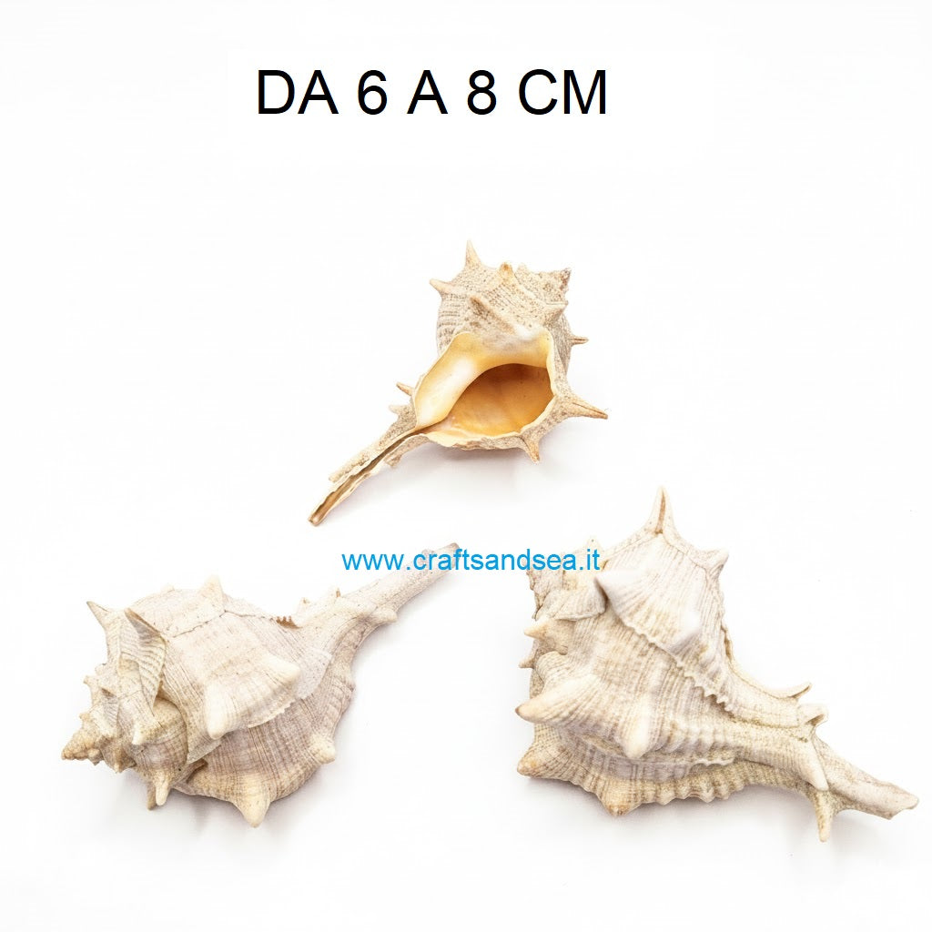 CONCHIGLIA VERA NATURALE MUREX BOMLINUS BRANDARIS 6-8 CM