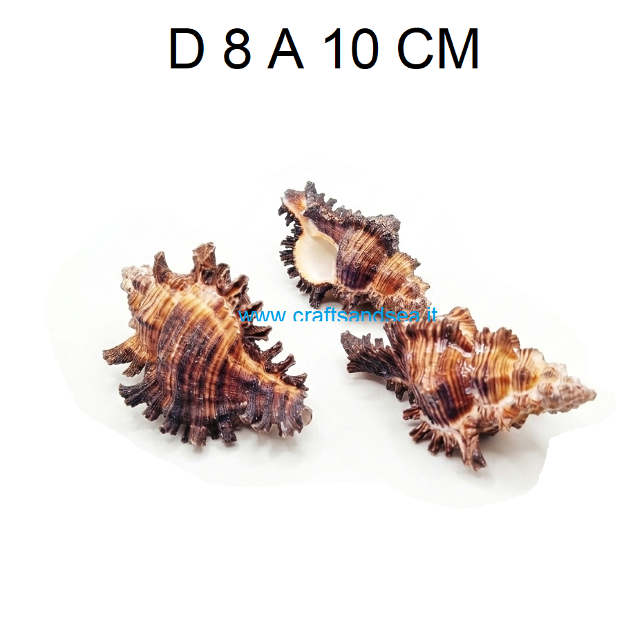 CONCHIGLIA VERA NATURALE MUREX CHICOREUS TORREFACTUS 8-10 CM