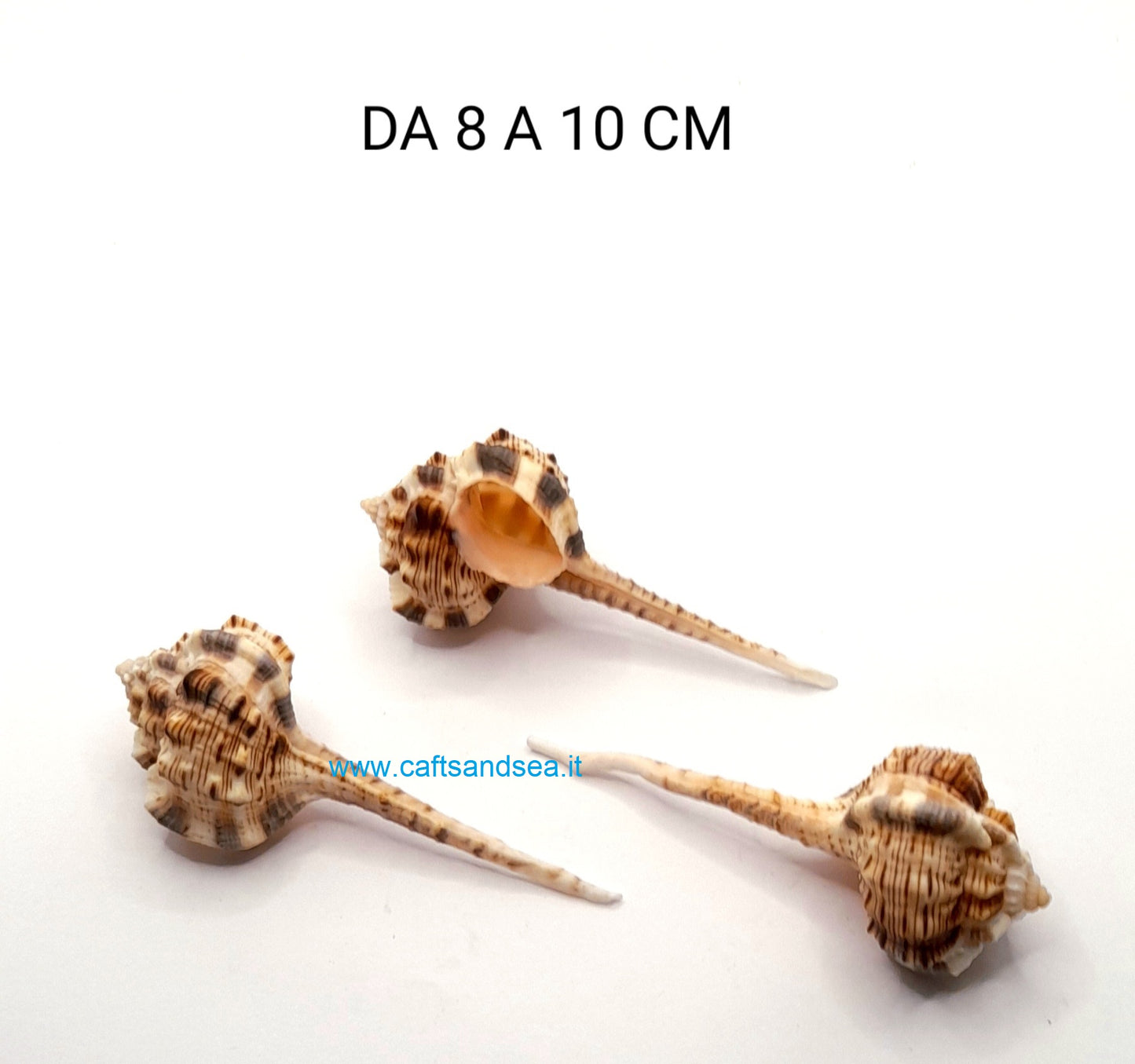 CONCHIGLIA VERA NATURALE MUREX HAUSTELLUM 8-10 CM