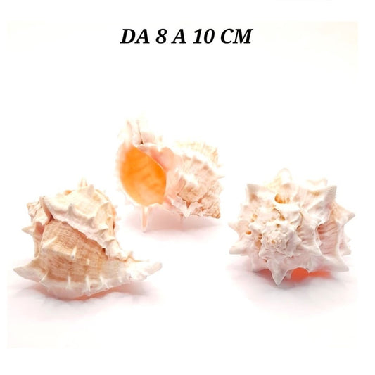 CONCHIGLIA VERA NATURALE MUREX HAXEPLEX ERYTHROSTOMU 8-10 CM