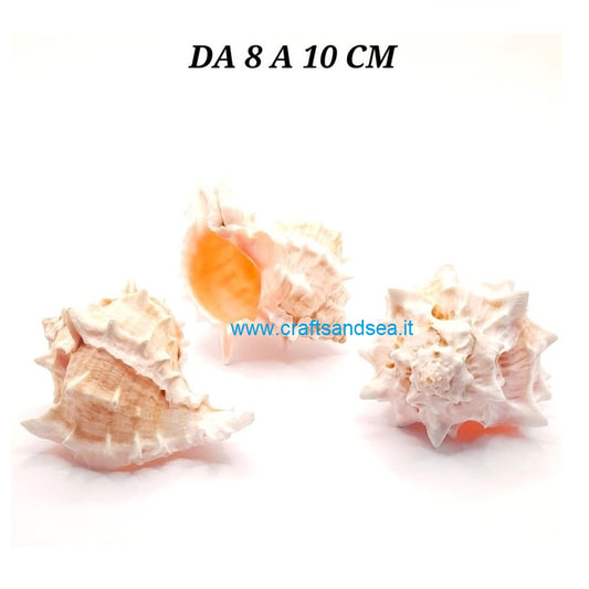 CONCHIGLIA VERA NATURALE MUREX HAXEPLEX ERYTHROSTOMU 8-10 CM