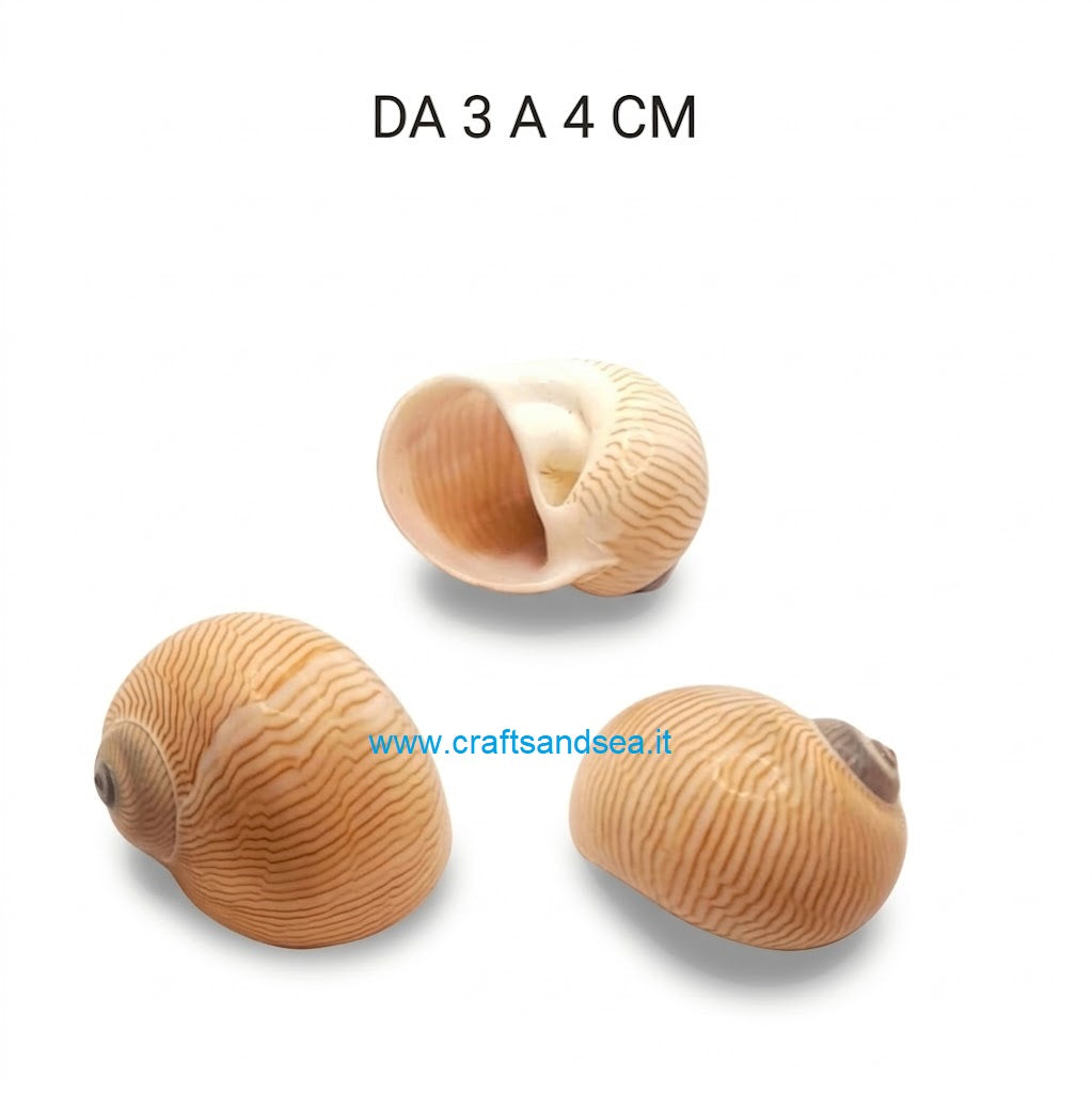 CONCHIGLIA VERA NATURALE NATICA TANEA LINEATA 3-4 CM