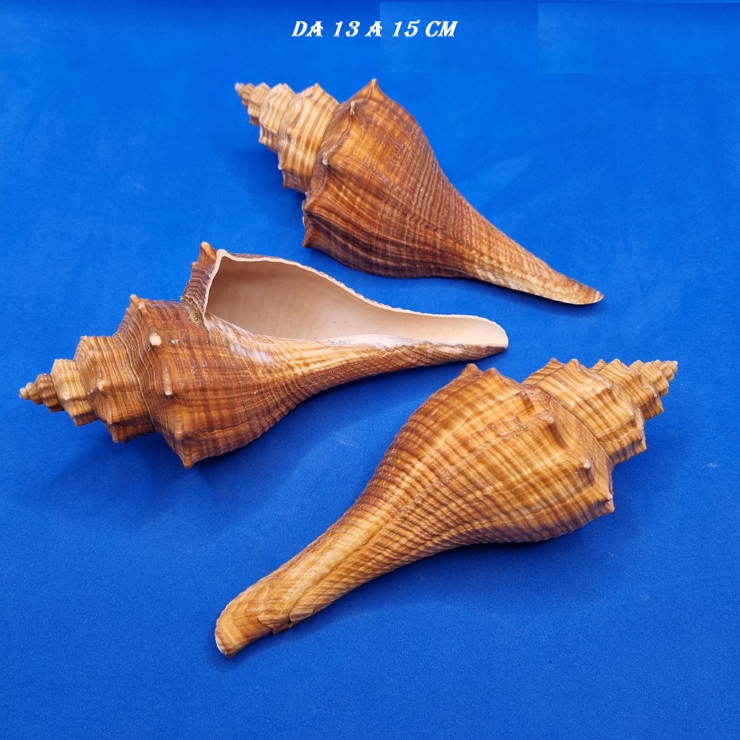 CONCHIGLIA MARINA PUGILINA LENIFUSUS ENGOLATA