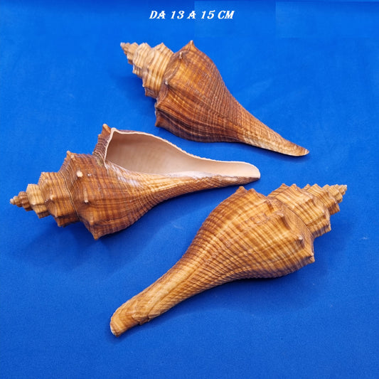 CONCHIGLIA MARINA PUGILINA LENIFUSUS ENGOLATA