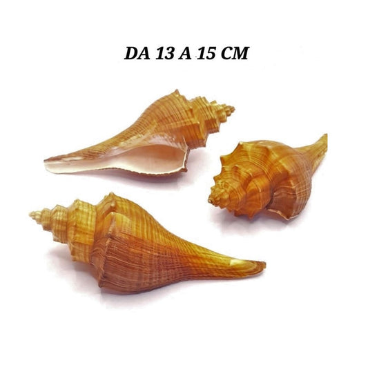 CONCHIGLIA VERA NATURALE PUGILINA LENIFUSUS ELONGATUS 13-15 CM