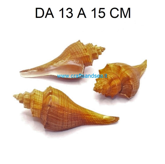 CONCHIGLIA VERA NATURALE PUGILINA LENIFUSUS ELONGATUS 13-15 CM