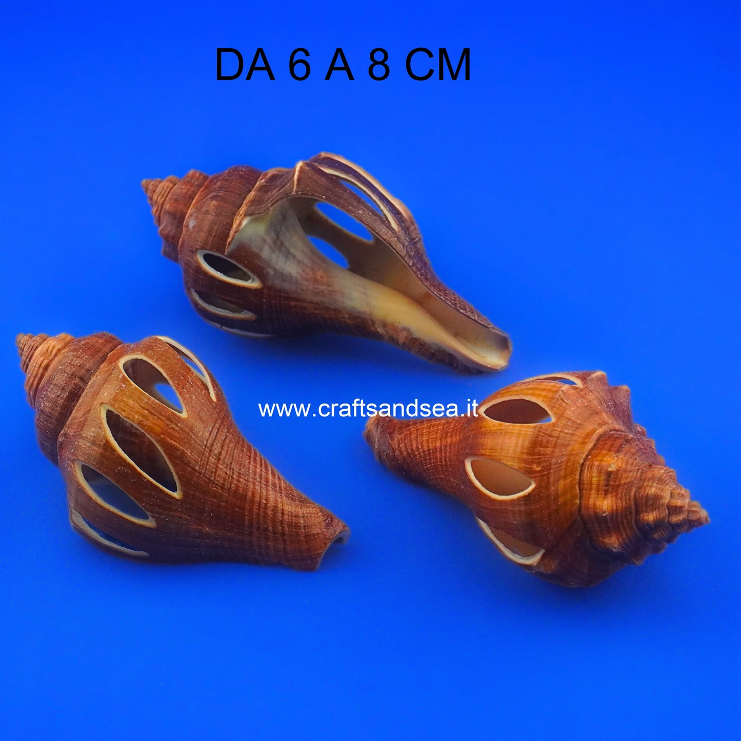 CONCHIGLIA VERA LAVORATA PUGILINA MOIRO TRAFORATA 6-8 CM