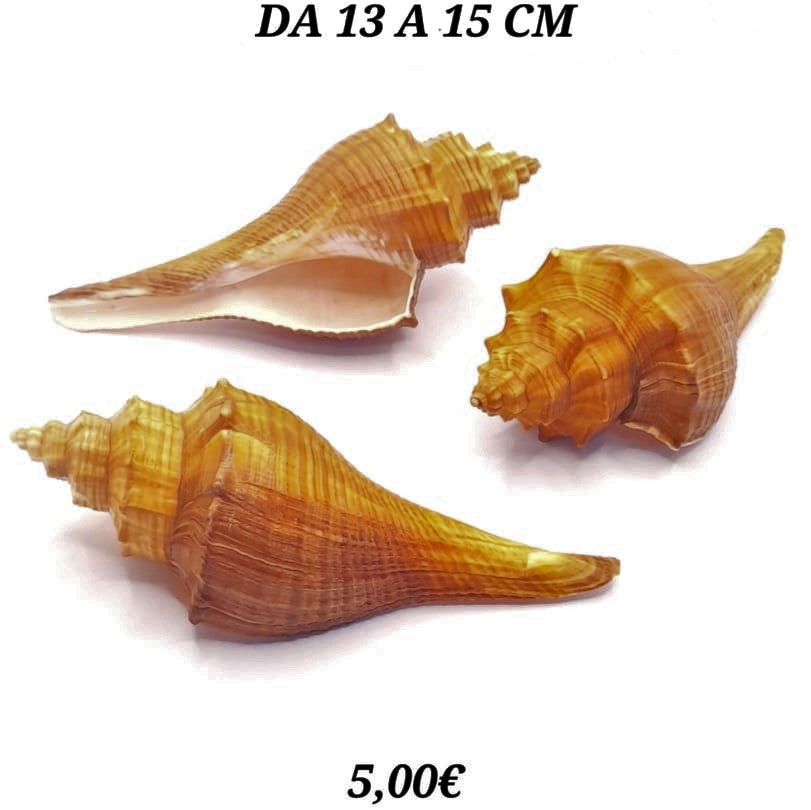CONCHIGLIA MARINA PUGILINA LENIFUSUS ENGOLATA