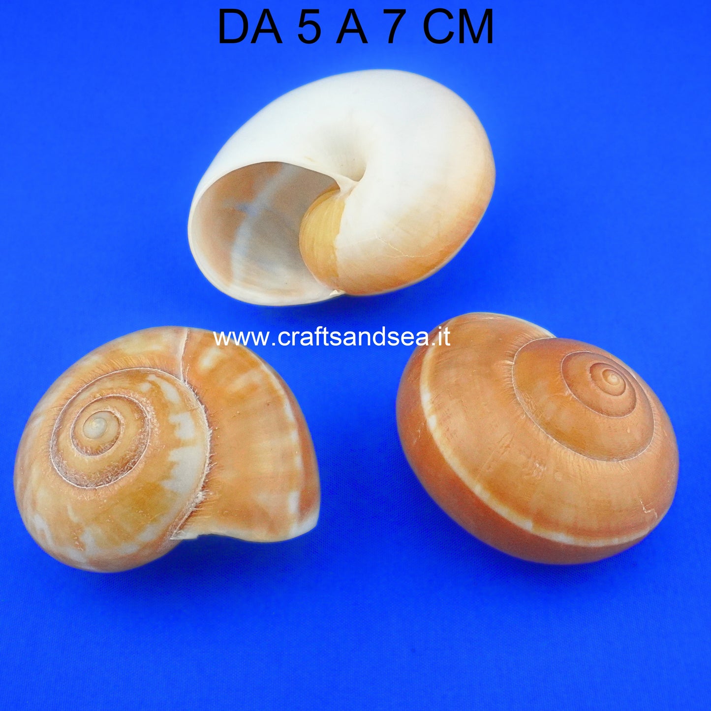 CONCHIGLIA VERA NATURALE RYSOTHA OVUM LA MONARCHIA 5-7 CM