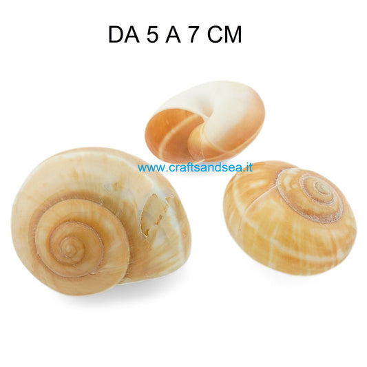 CONCHIGLIA VERA NATURALE RYSOTHA OVUM LA MONARCHIA 5-7 CM