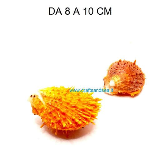 CONCHIGLIA VERA NATURALE SPONDILUS SQUAMOSUS 8-10 CM