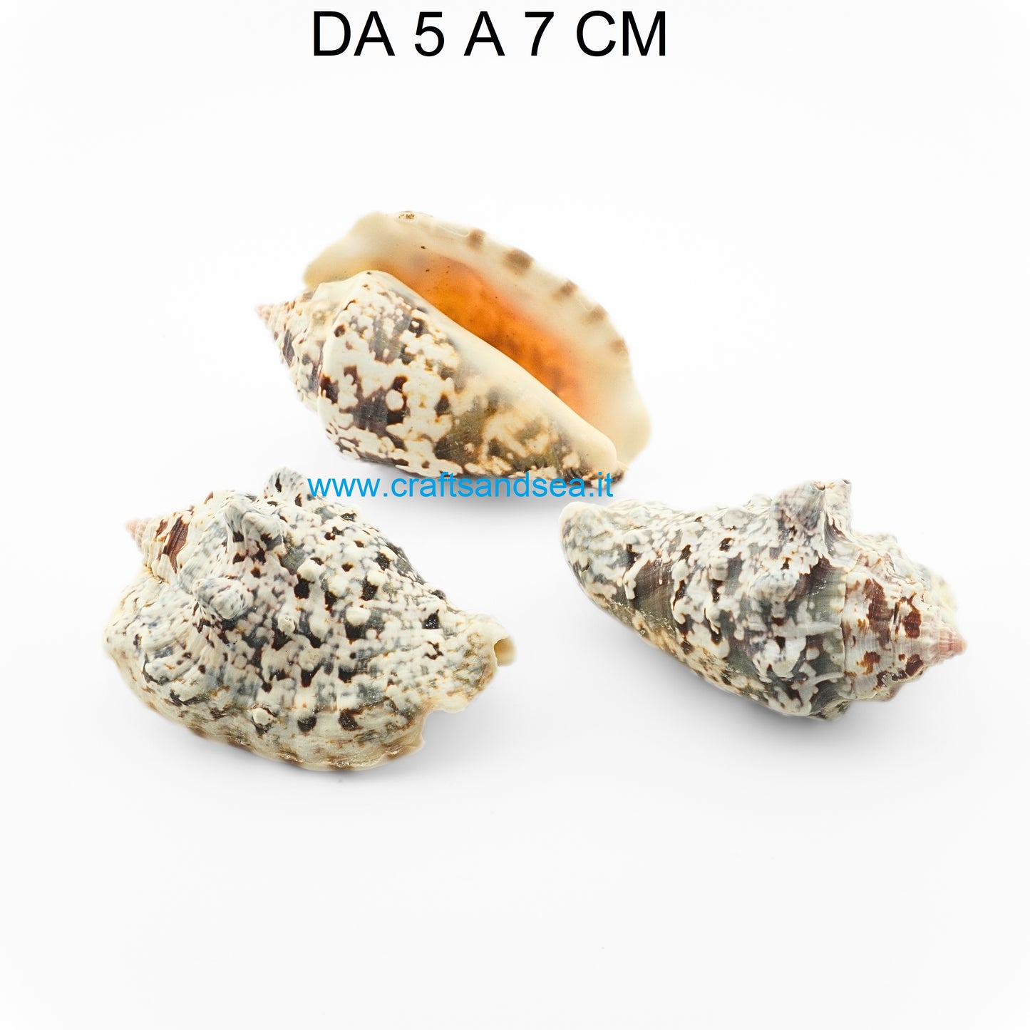 CONCHIGLIA VERA NATURALE STROMBUS LENTIGIMOSUS 5-7 CM