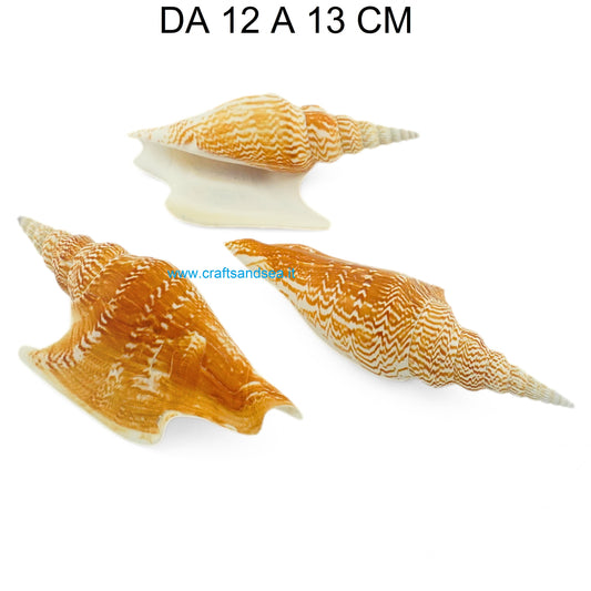 CONCHIGLIA VERA NATURALE STROMBUS LISTERI 12-13 CM