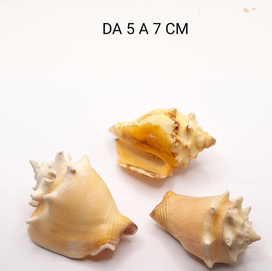 CONCHIGLIA VERA NATUALE STROMBUS PUGILIS 5-7 CM