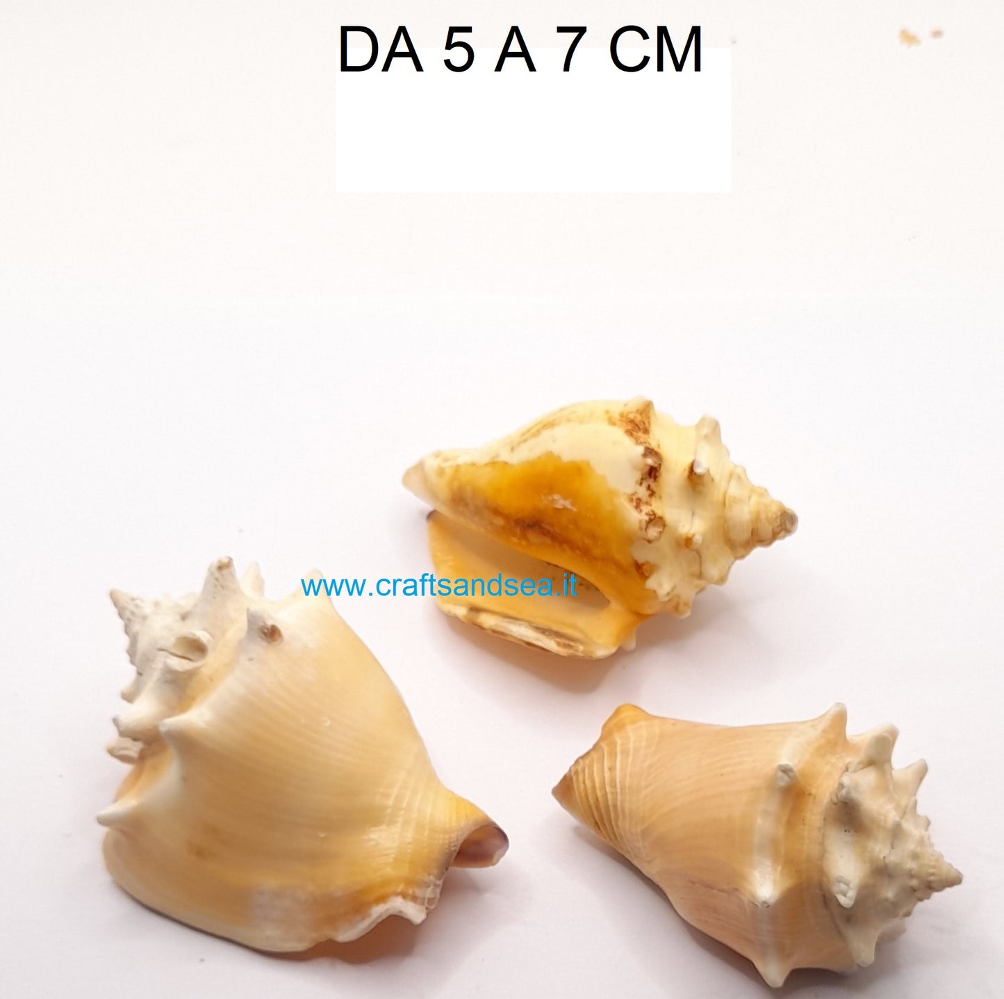 CONCHIGLIA VERA NATUALE STROMBUS PUGILIS 5-7 CM