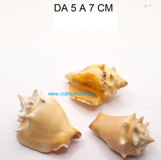 CONCHIGLIA VERA NATUALE STROMBUS PUGILIS 5-7 CM