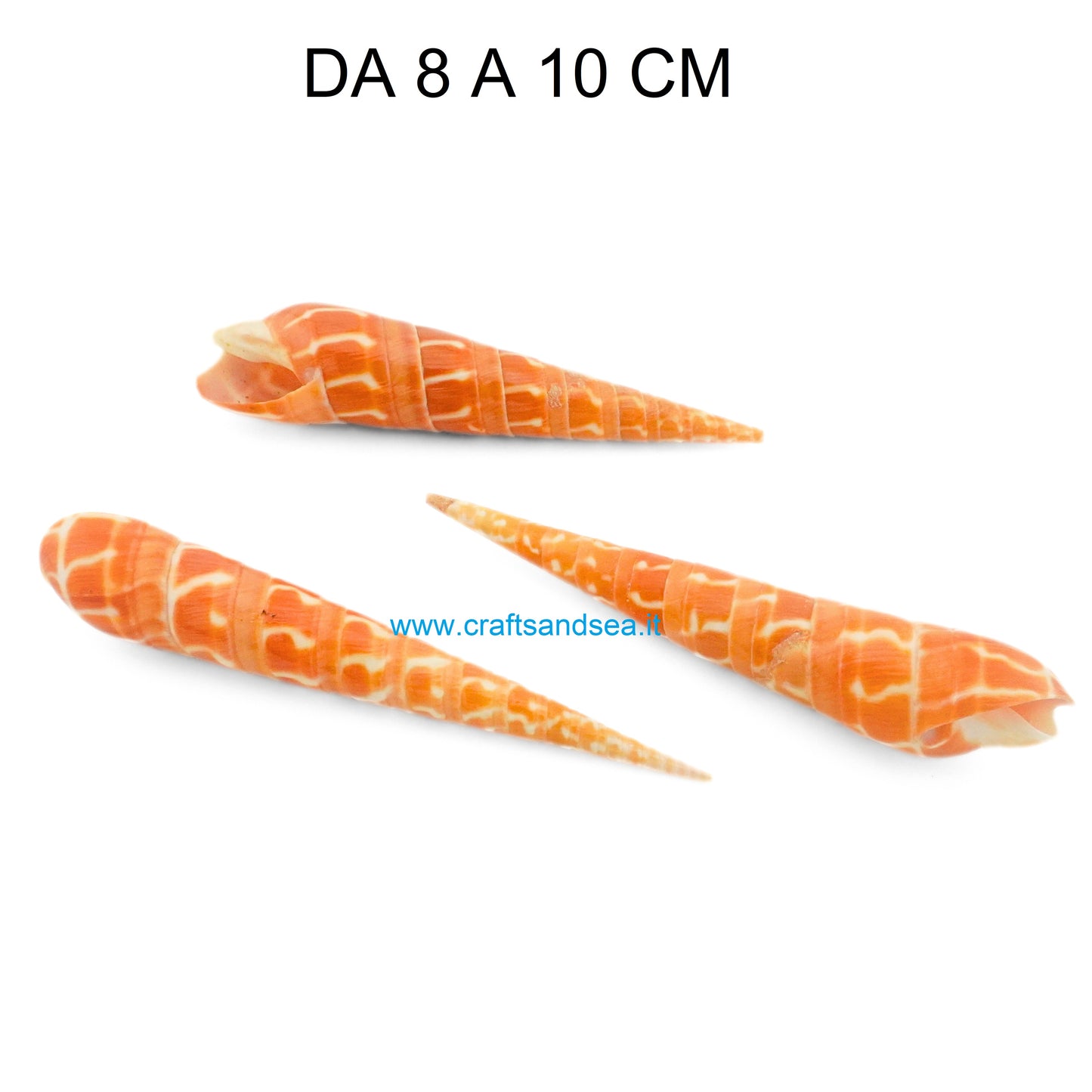 CONCHIGLIA VERA NATURALE TEREBRIA DIMDIATA 8-10 CM