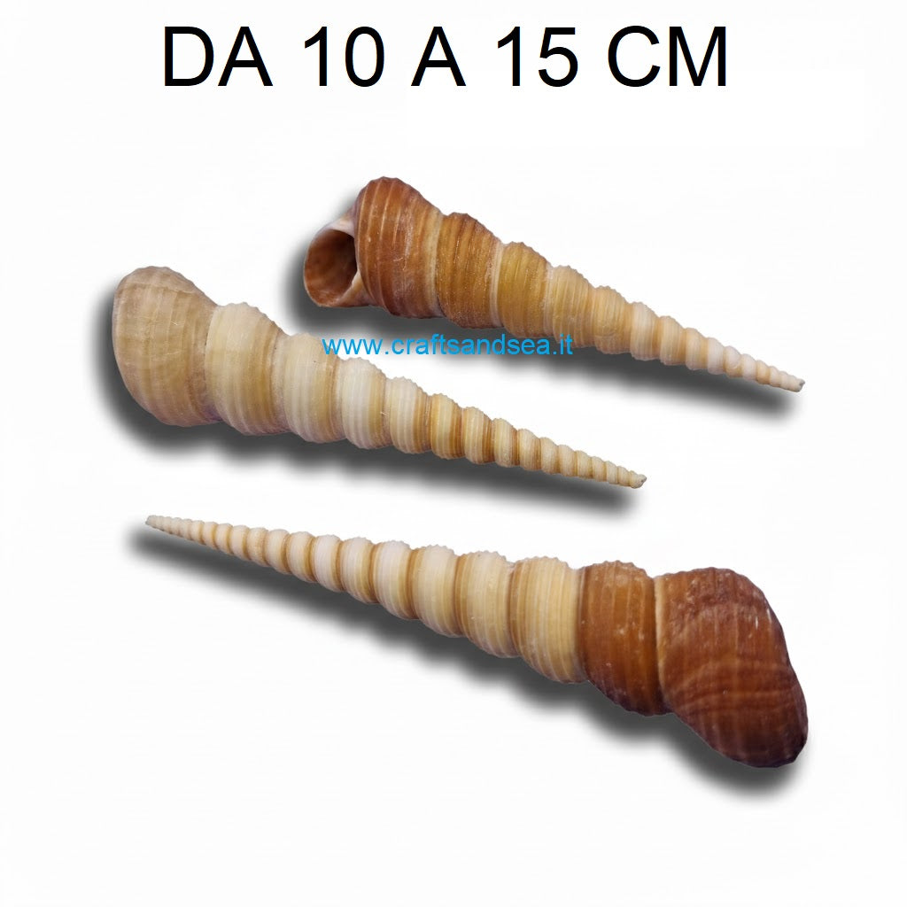 CONCHIGLIA VERA NATURALE TEREBRA TURRITELLA 10-15 CM