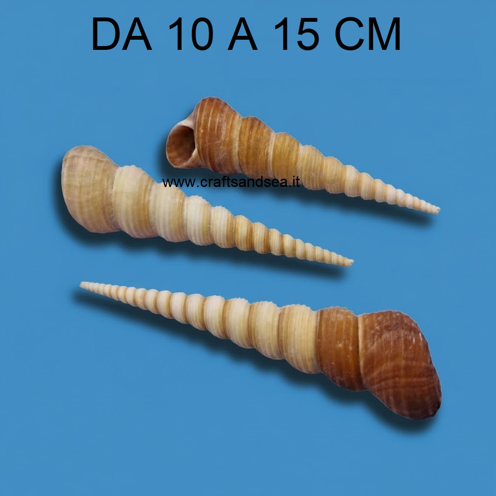 CONCHIGLIA VERA NATURALE TEREBRA TURRITELLA 10-15 CM