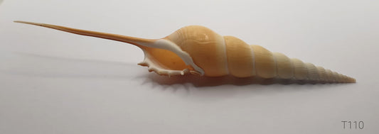 TIBIA FUSUS