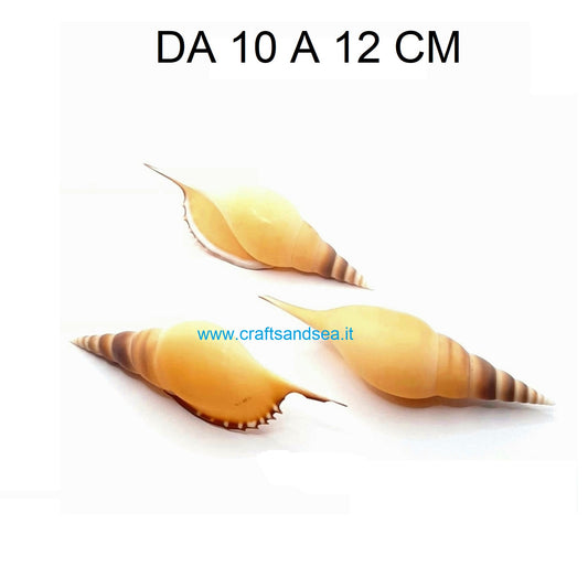 CONCHIGLIA VERA NATURALE TIBIA COSTELLARIELLA 10-12 CM
