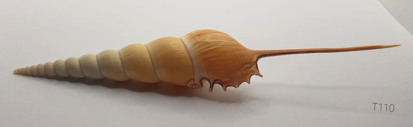 TIBIA FUSUS