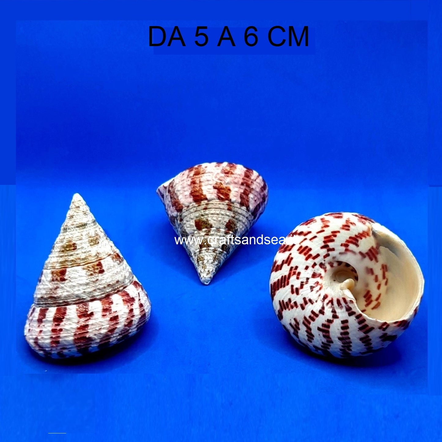 CONCHIGLIA VERA NATURALE TROCHUS ROCHIA CONUS 5-6 CM