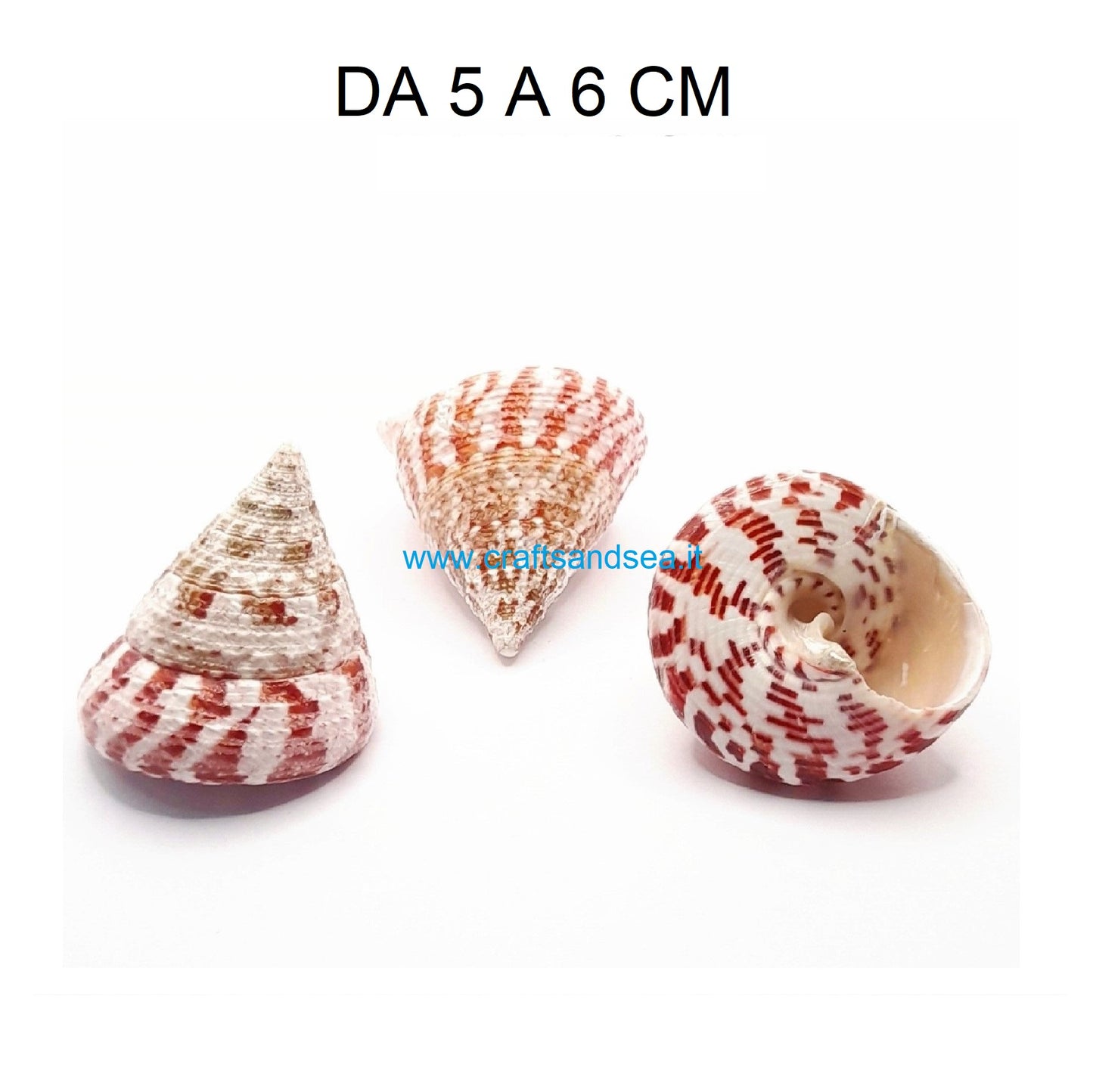 CONCHIGLIA VERA NATURALE TROCHUS ROCHIA CONUS 5-6 CM