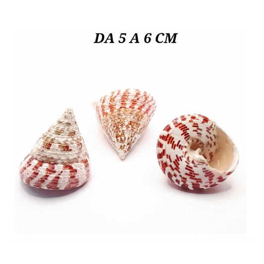 CONCHIGLIA VERA NATURALE TROCHUS ROCHIA CONUS 5-6 CM