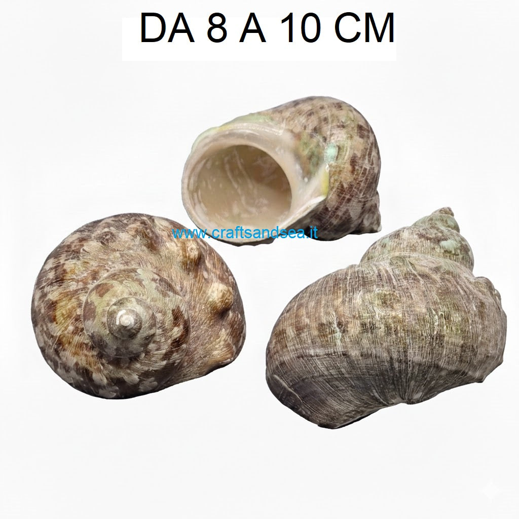 CONCHIGLIA VERA NATURALE TURBO BURGOS MARRONE 8-10 CM