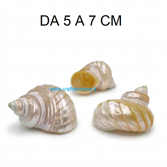 CONCHIGLIA VERA MADREPERLATA TURBO PETHOLATUS STRIATO 5-7 CM