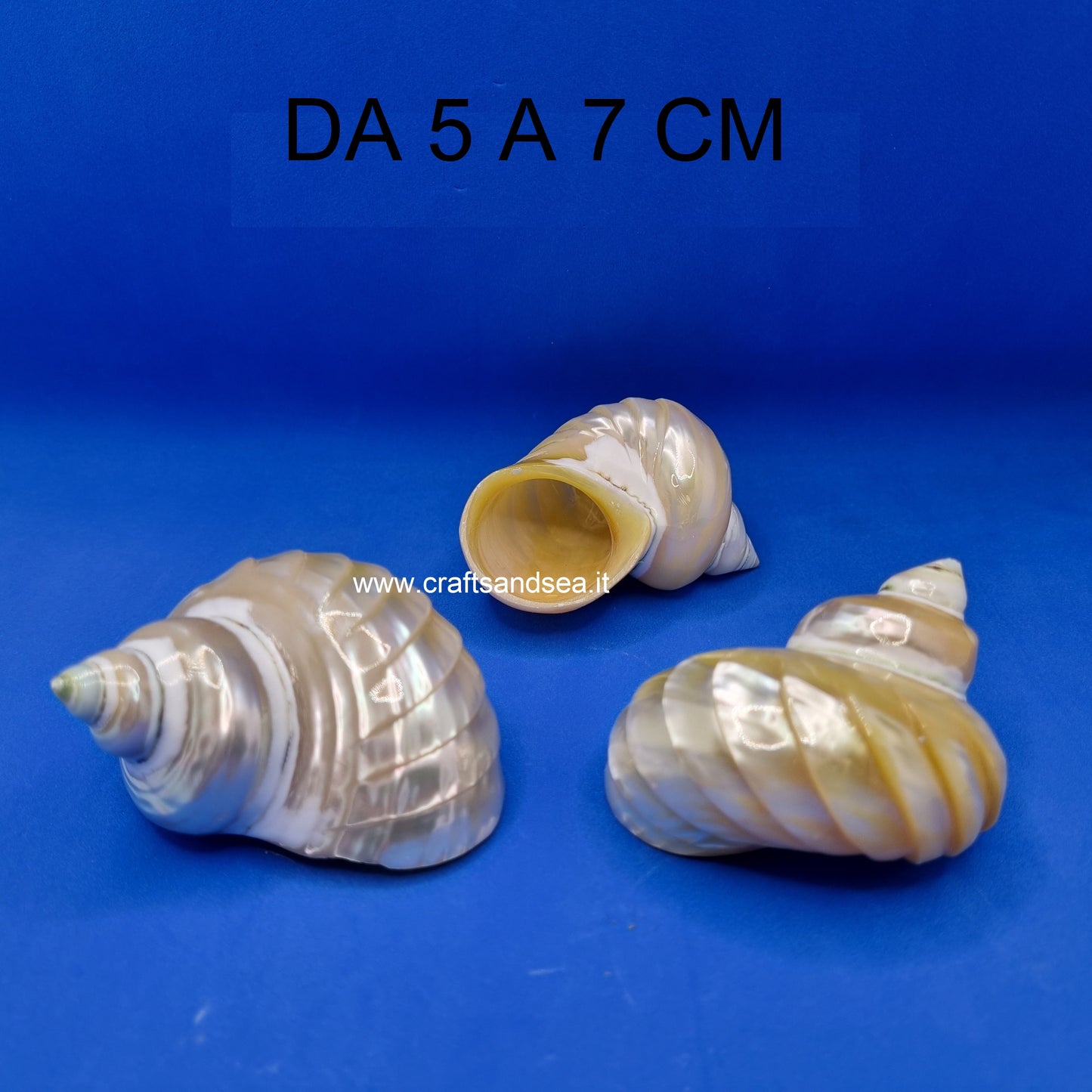 CONCHIGLIA VERA MADREPERLATA TURBO PETHOLATUS STRIATO 5-7 CM