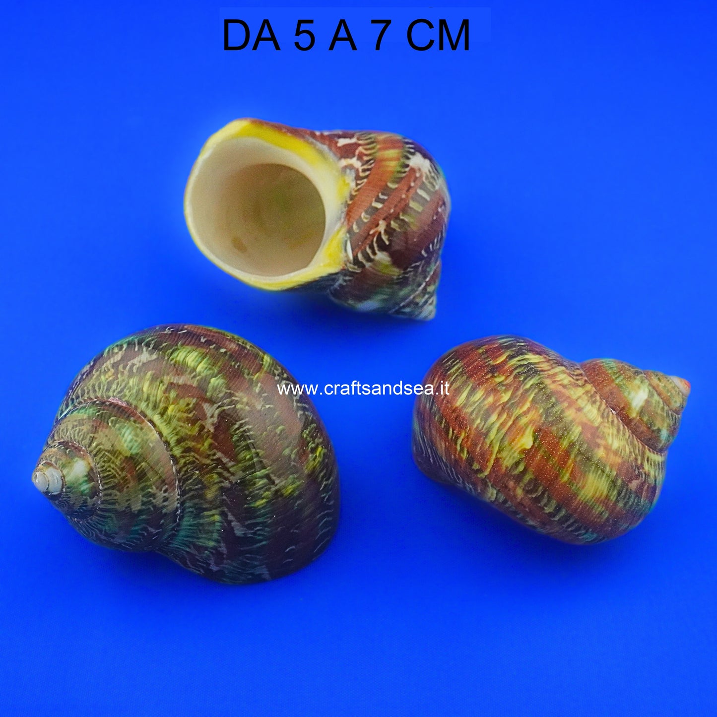 CONCHIGLIA VERA NATURALE TURBO PETHOLATUS 5-7 CM