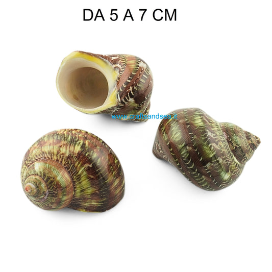 CONCHIGLIA VERA NATURALE TURBO PETHOLATUS 5-7 CM
