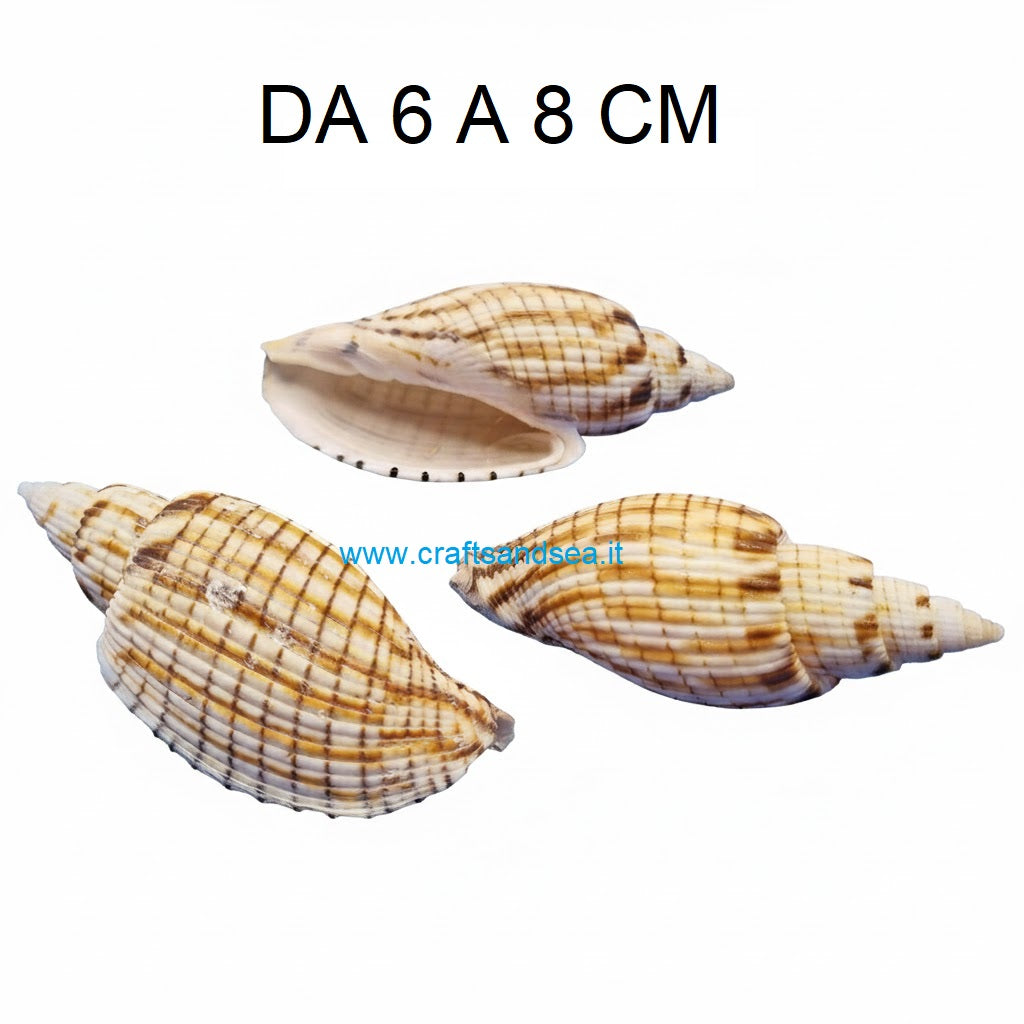 CONCHIGLIA VERA NATURALE VOLUTA KURODAI 6-8 CM