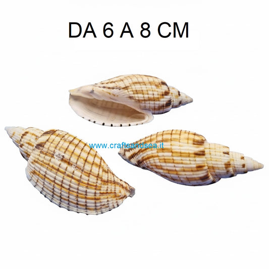 CONCHIGLIA VERA NATURALE VOLUTA KURODAI 6-8 CM