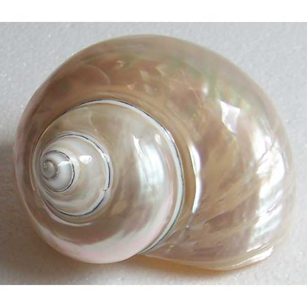 TURBO MADREPERLATO
