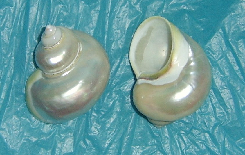 TURBO MADREPERLATO