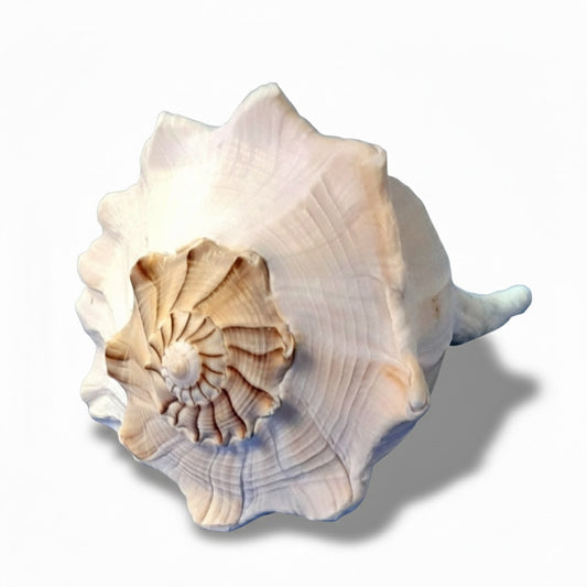 CONCHIGLIA VERA NATURALE BUSYCON CONTRARIUM 20-23CM