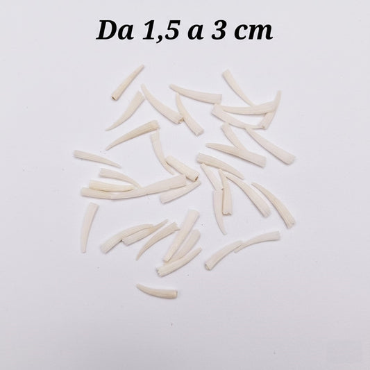 CONCHIGLIA VERA NATURALE DENTALIUM VULGARE 1,5-3 CM
